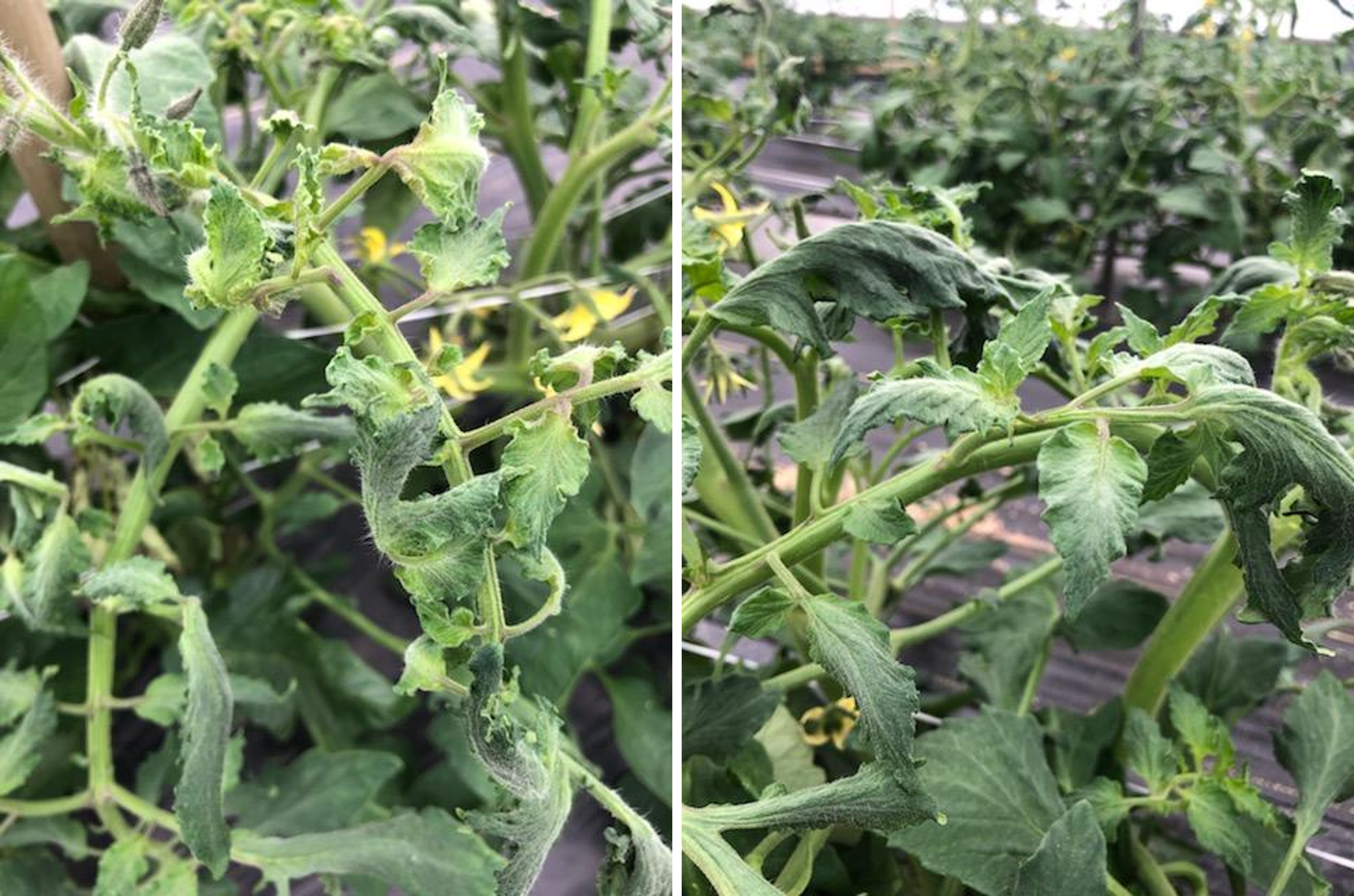 tomato herbicide damage